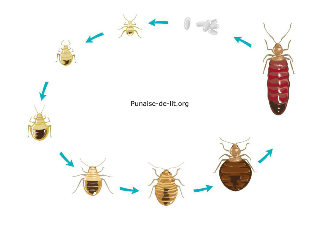 Punaises De Lit Comment Les Reconnaître Et Sen Débarrasser